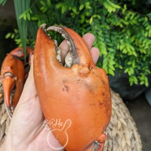 Bếp của He 7 Cua thịt CÀ MAU