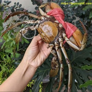 Bếp của He 8 Cua yếm vuông cà mau loại ngon