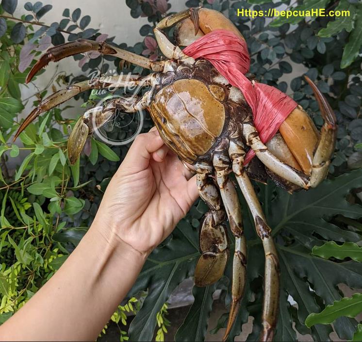 Cua yếm vuông 7 Cua yếm vuông cà mau loại ngon