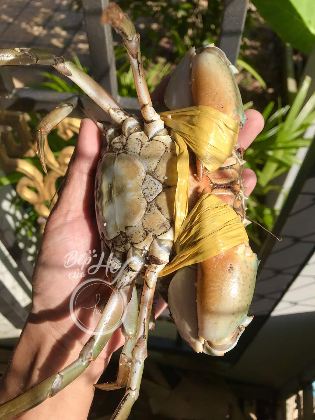 Cua yếm vuông 3 trên tay Con cua yếm vuông loại to