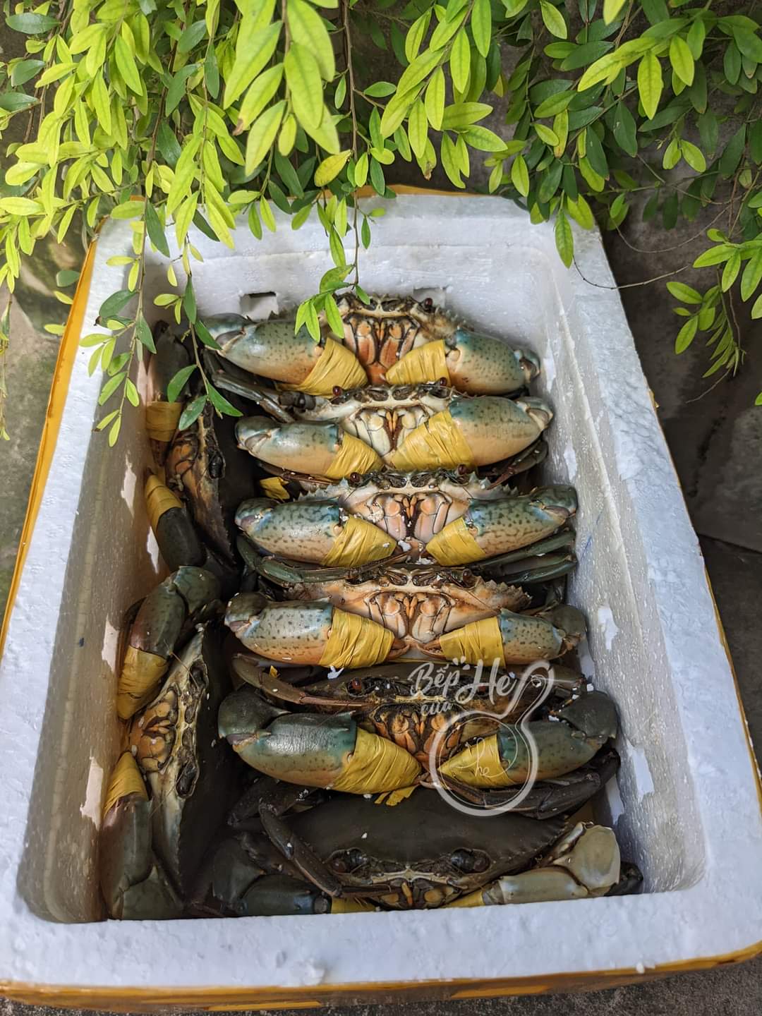 Cua yếm vuông 5 Đóng gói cua yêm vuông gửi hàng cho khách