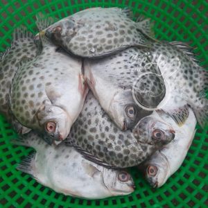 Bếp của He 2 Cá nâu thiên nhiên